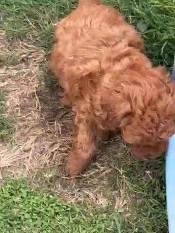 Cockapoo dogs for sale: Stunning litter of Red FIB cockapoo Girls  - Video 1