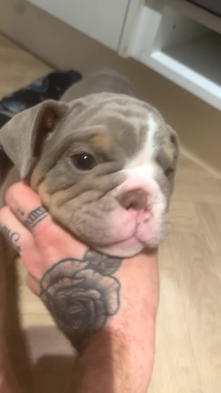 English Bulldog dogs for sale: Beautiful Baby Girl - Video 1