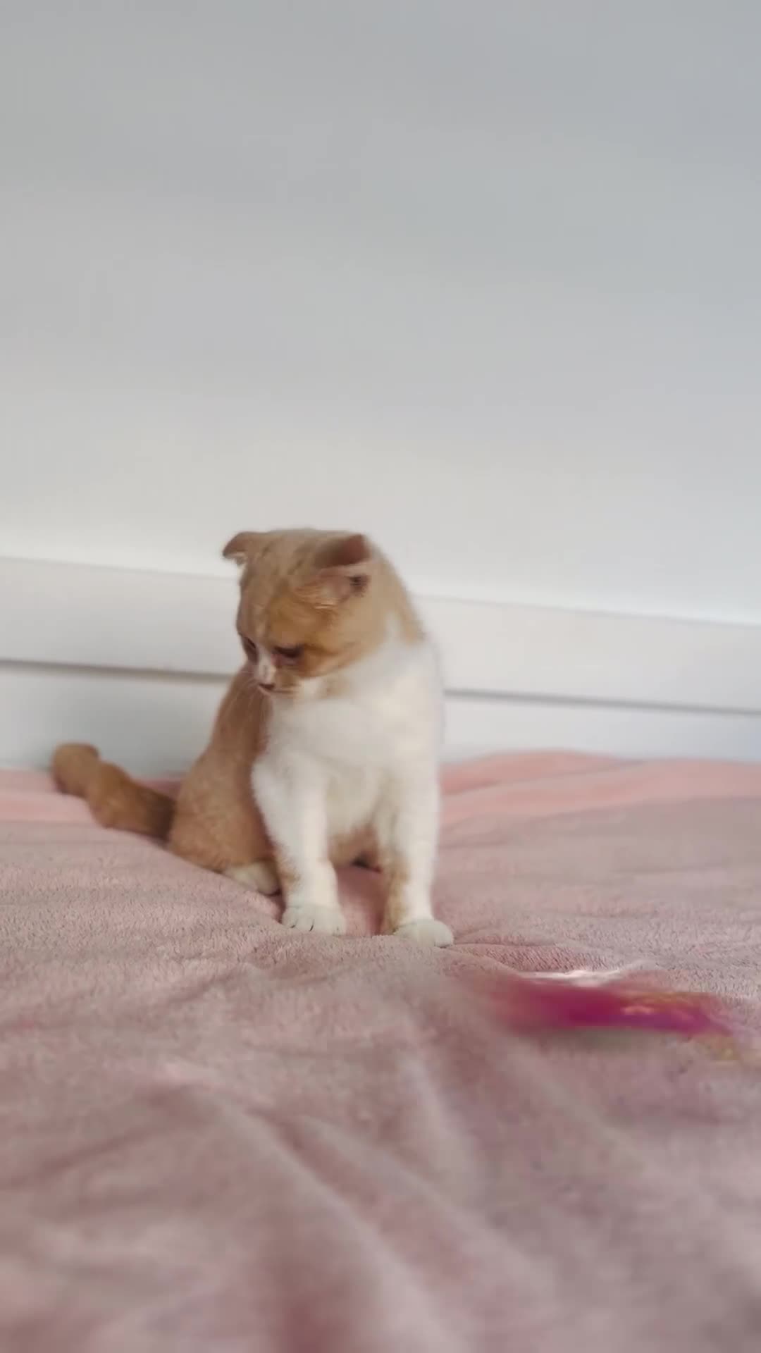 British Shorthair cats for sale: ChampionLine Kittens ready now  - Video 3