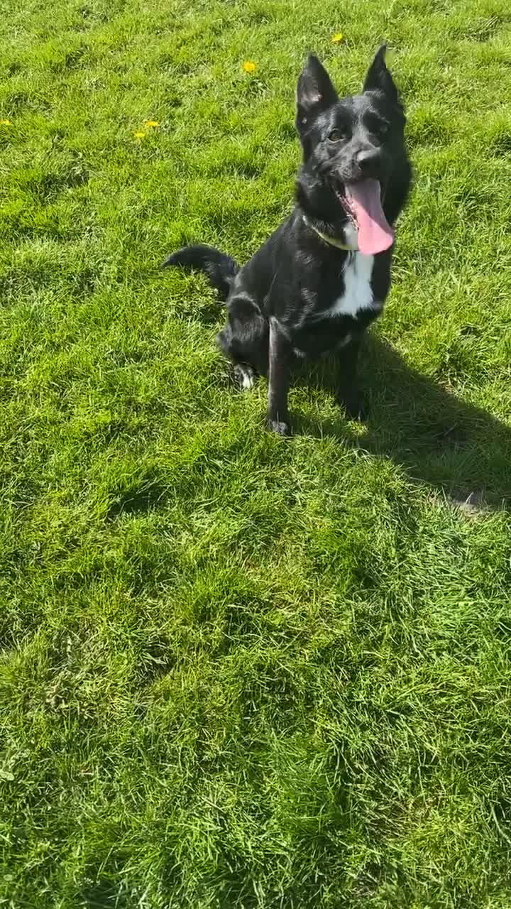 Border Collie dogs for sale: female 1 year old border collie  - Video 3