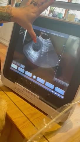 Golden Retriever dogs for stud: A proven gorgeous Golden Retriever for stud in Haywards Heath - Video 2