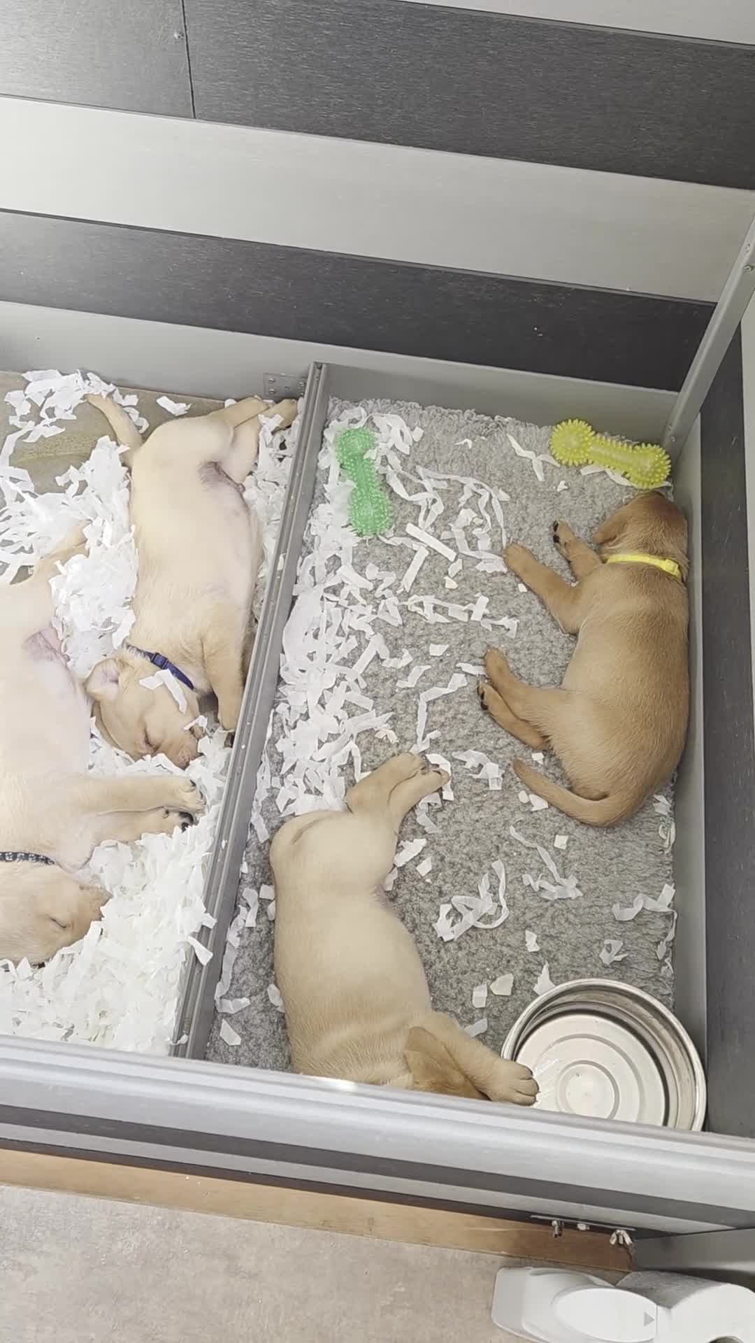 Labrador Retriever dogs for sale: 3 puppies available field trial champs. bloodline - Video 1