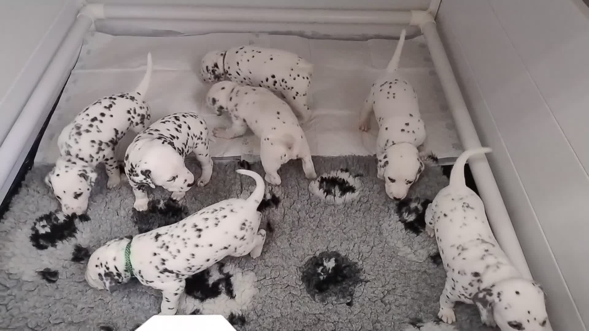 Dalmatian dogs for sale: Show Line LUA KC Dalmatian Puppies - Licensed - Video 1