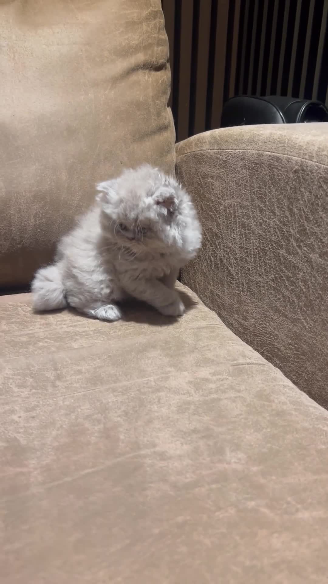 Persian cats for sale: Stunning blue and rare lilac Persian kittens  - Video 2