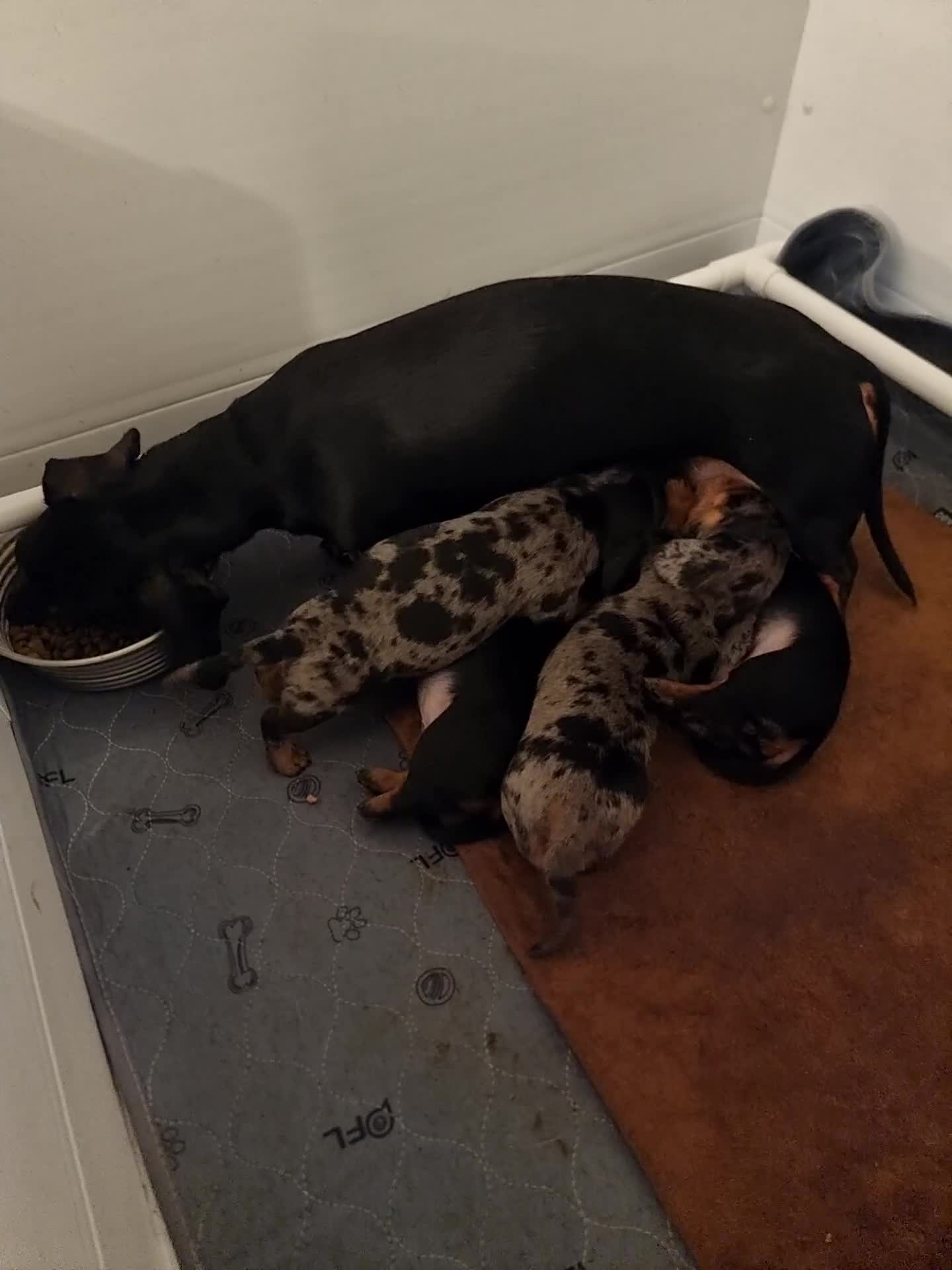 Miniature Dachshund dogs for sale: Stunning KC Health Tested Miniature Dachshunds - Video 2
