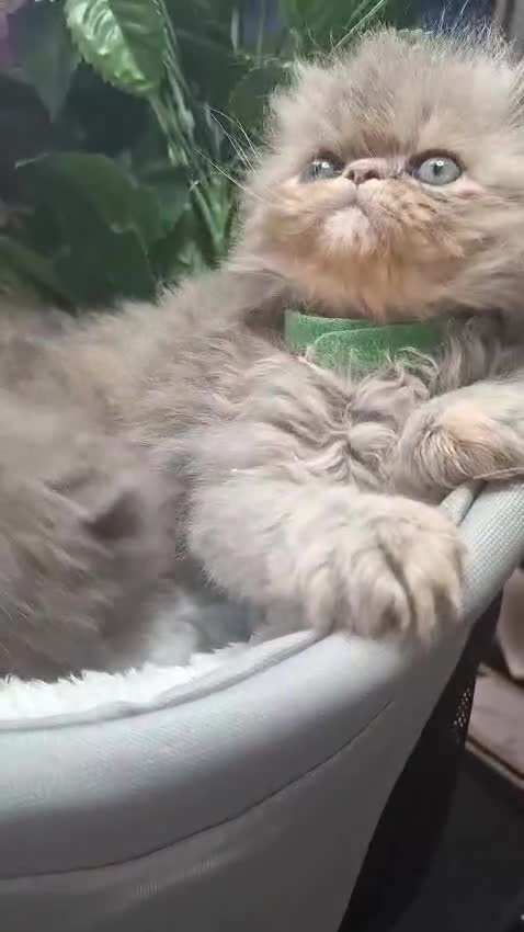 Persian cats for sale: Blue Persian kittens  - Video 4