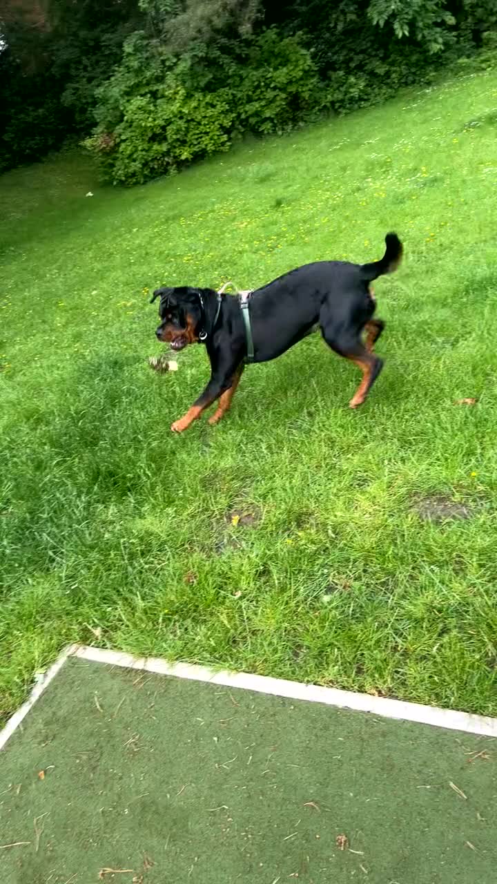Rottweiler dogs for sale: Bear the Rottweiler  - Video 1