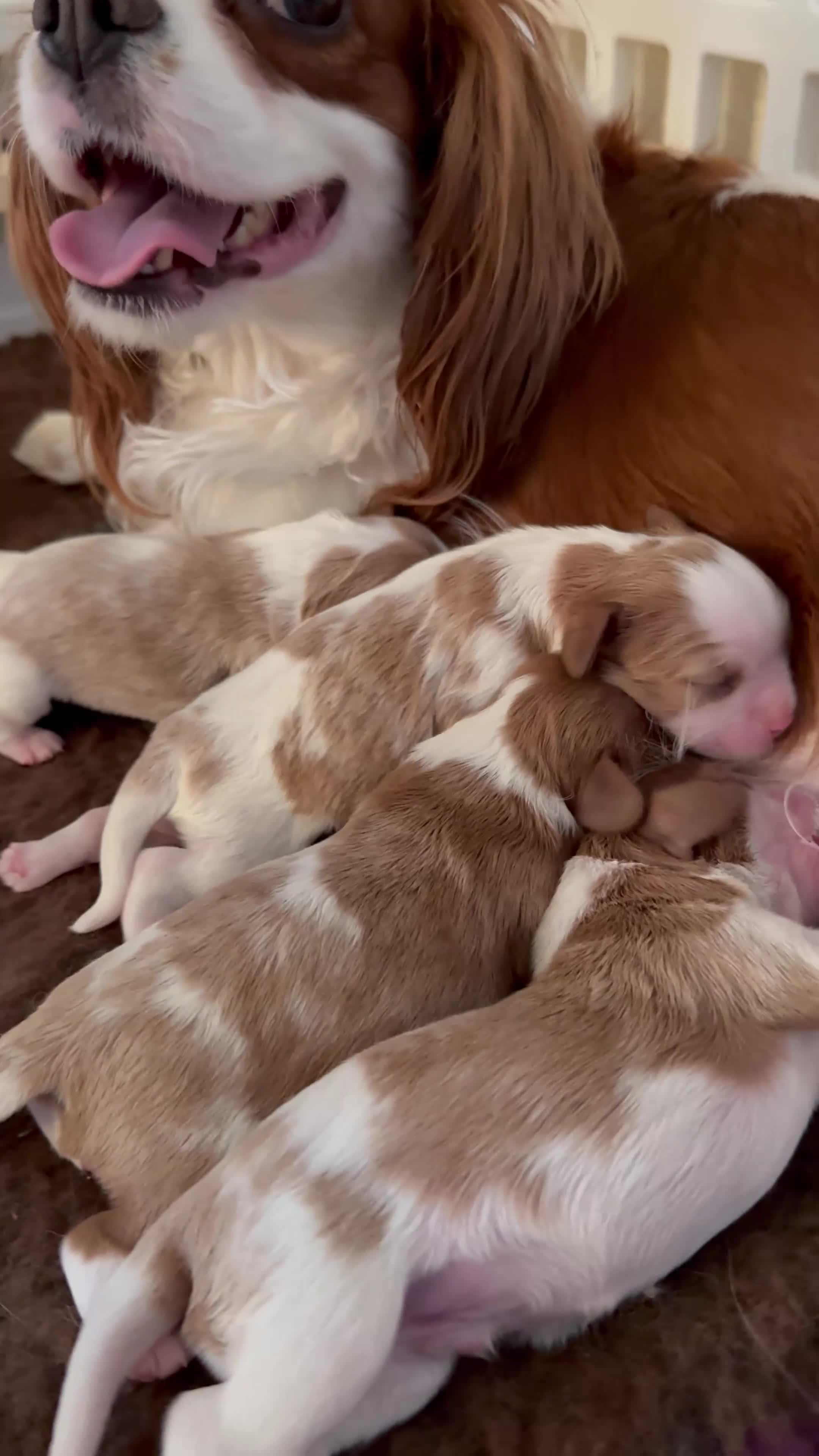 Cavalier King Charles Spaniel dogs for sale: Pedigree KC registered Cavalier Pupies - Video 2