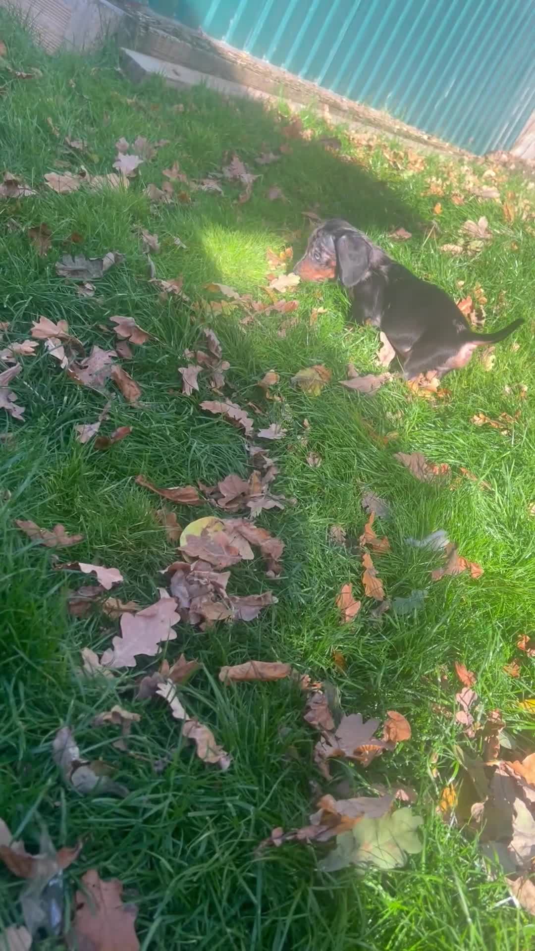 Miniature Dachshund dogs for sale: Mini dachshunds  - Video 2