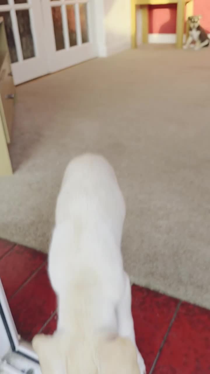 Mixed Breed dogs for sale: EUROHOUND / SIBERIAN HUSKY CROSS PUPPIES  - Video 1