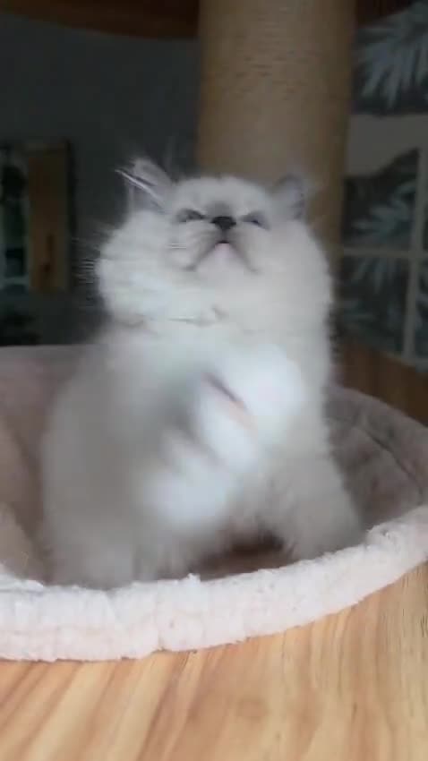 Ragdoll cats for sale: 🩷Amazing European Grand Champion lines🏆🥇 TICA💙 - Video 1