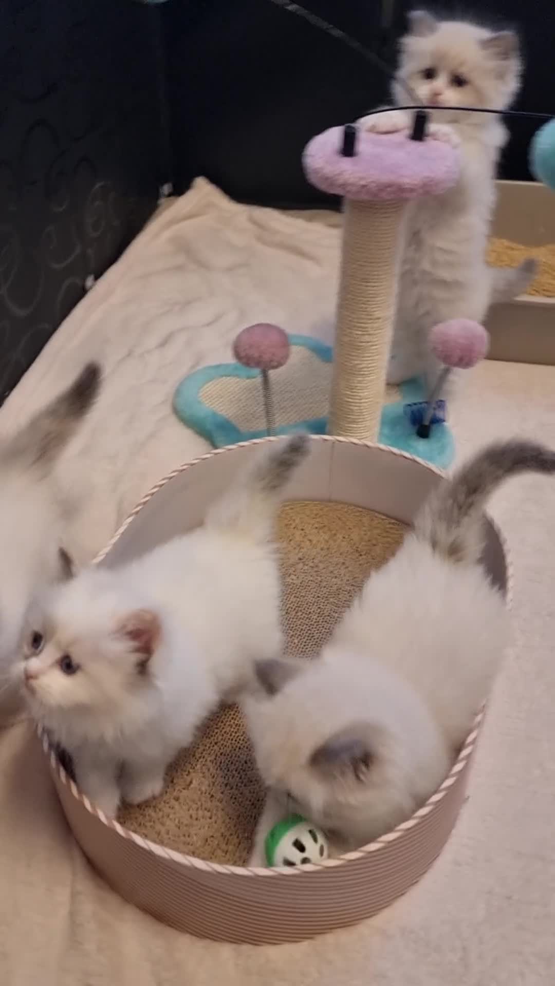 Ragdoll cats for sale: Pedegree stuning Ragdoll kittens - Video 3