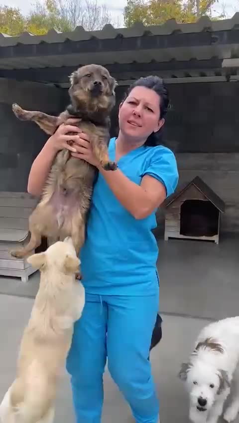 Mixed Breed dogs for adoption: Ivar, 1 yr approx. Available for adoption. - Video 1