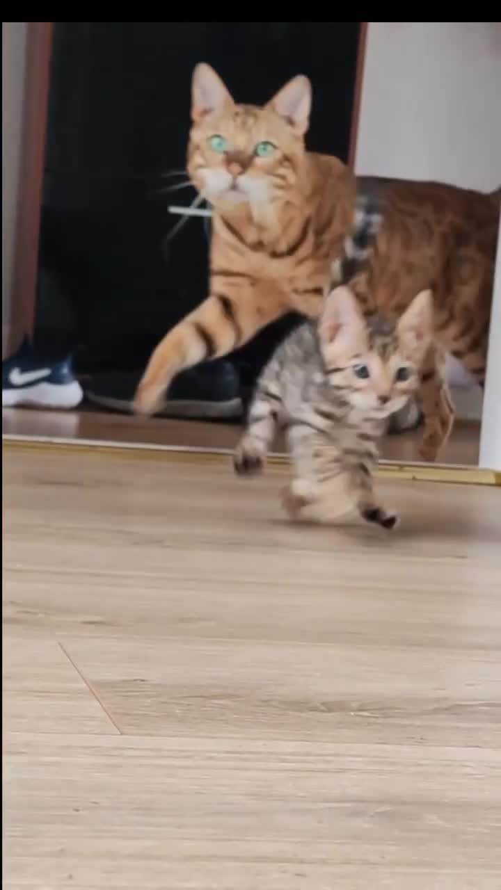 Bengal cats for sale: Bengal cats  - Video 1