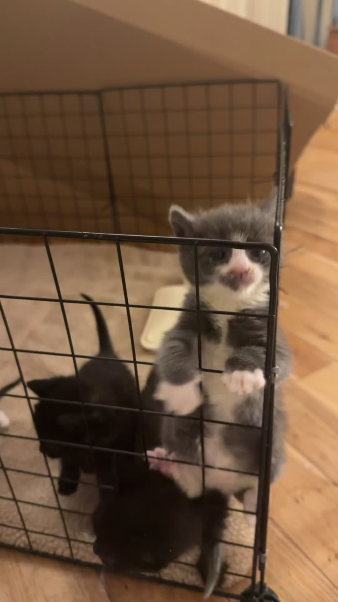Mixed Breed cats for sale: Adorable Rescue Kittens Looking for Loving Homes  - Video 1