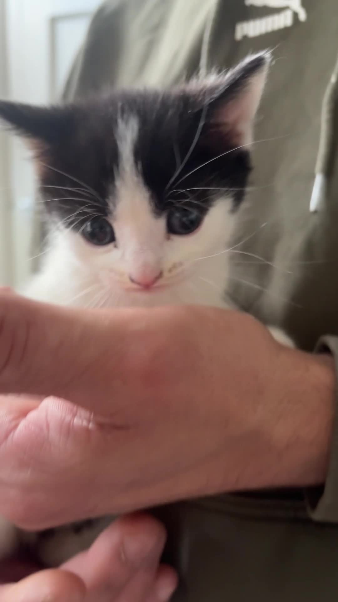 Mixed Breed cats for sale: Beautiful kittens - Video 1