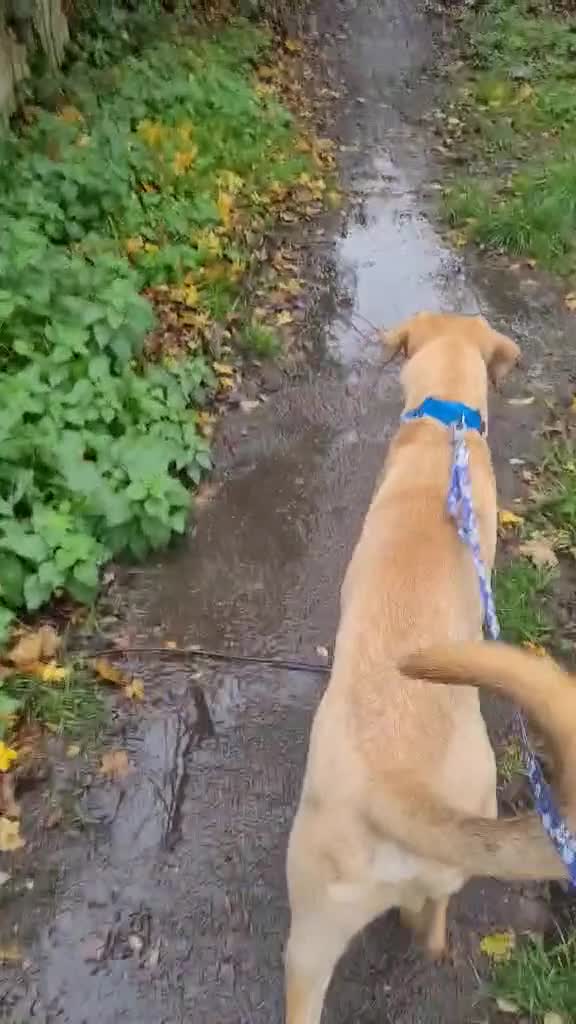 Mixed Breed dogs for adoption: Zach – 10 months old, Male, Mixed Breed Pup - Video 4