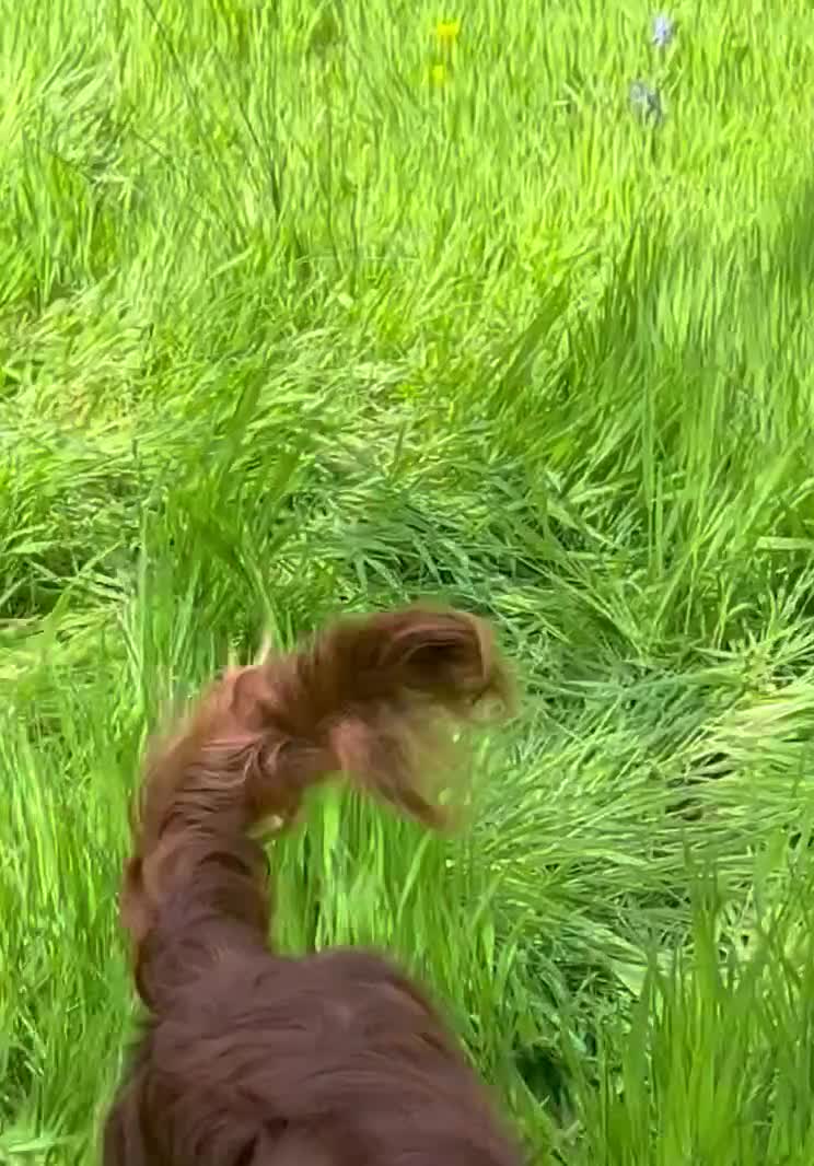 Irish Setter dogs for sale: Quality IRISH SETTER Puppies - Video 3