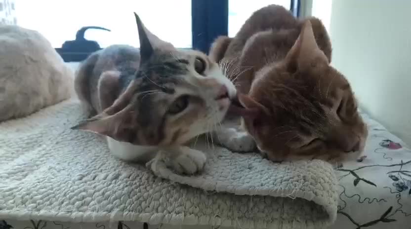 Mixed Breed cats for adoption: TALULA RARE GINGER GIRL & CALLIE 6M BONDED GIRL  - Video 2