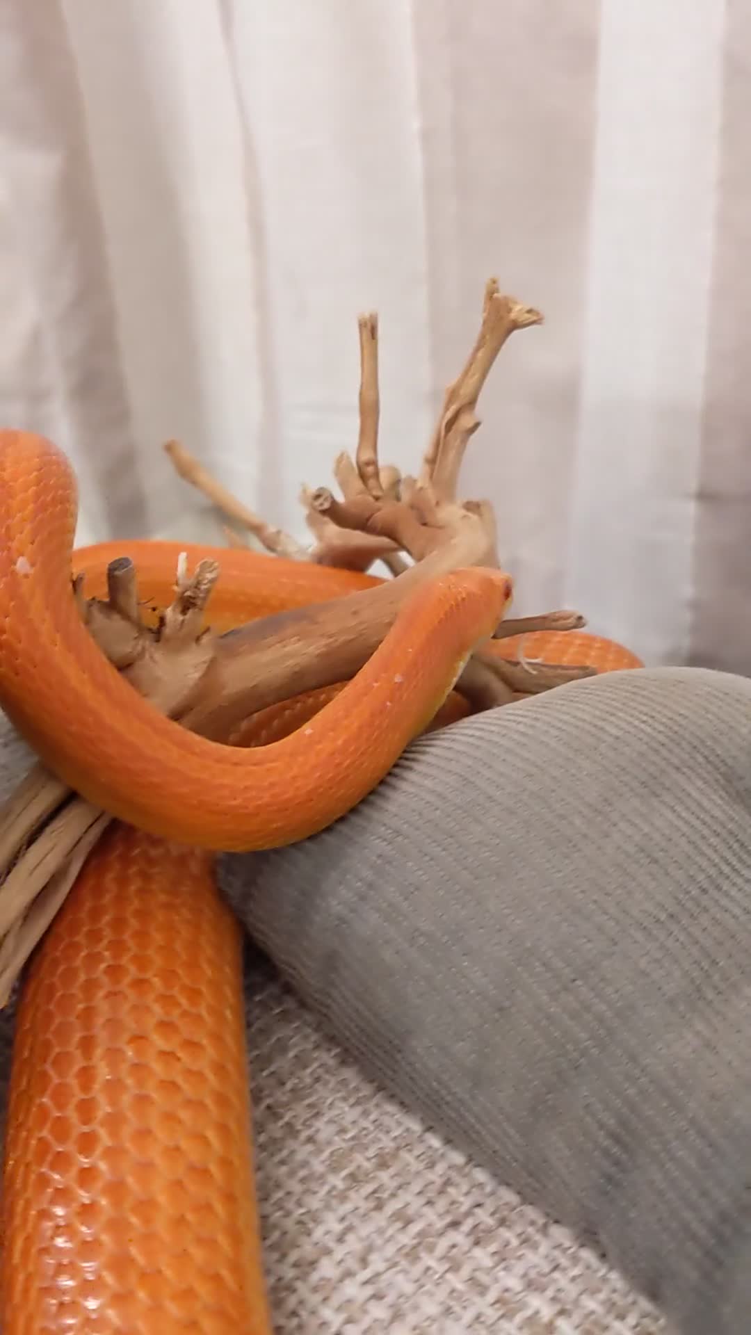Corn Snake reptiles for sale: Korra the corn snake - free to a good home - Video 1