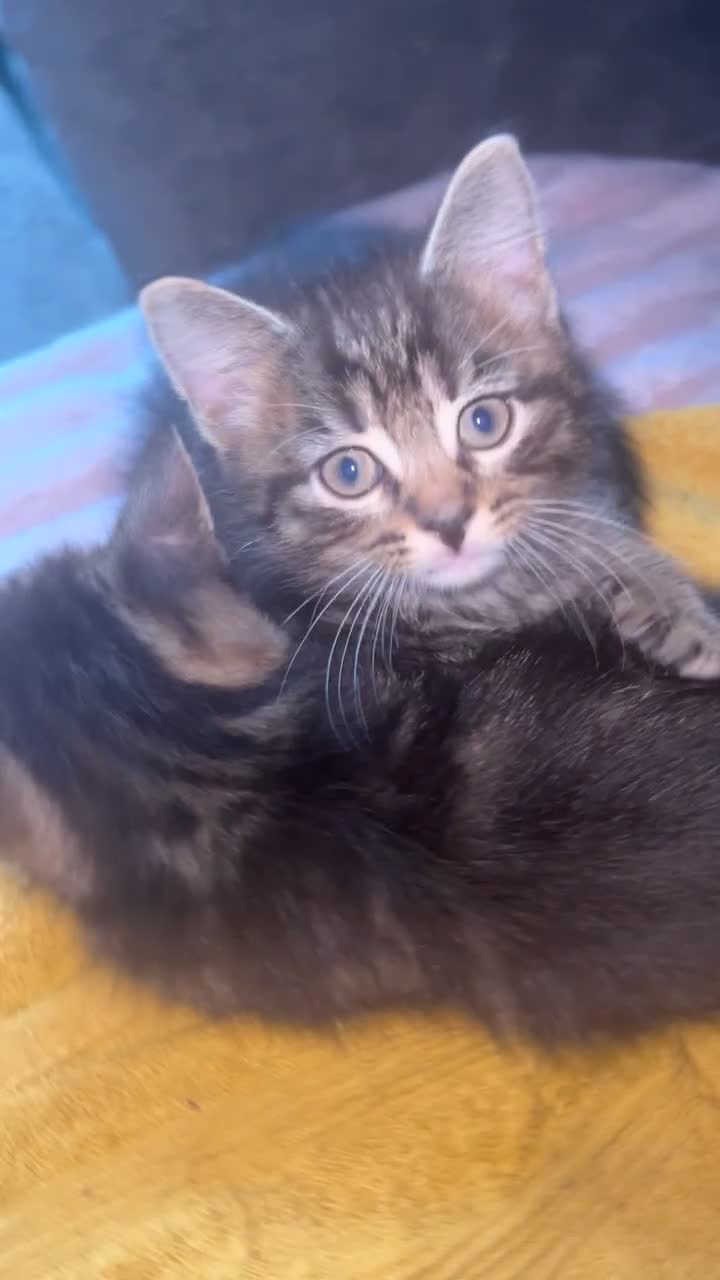 Domestic Shorthair cats for sale: beautiful tabby kittens  - Video 1
