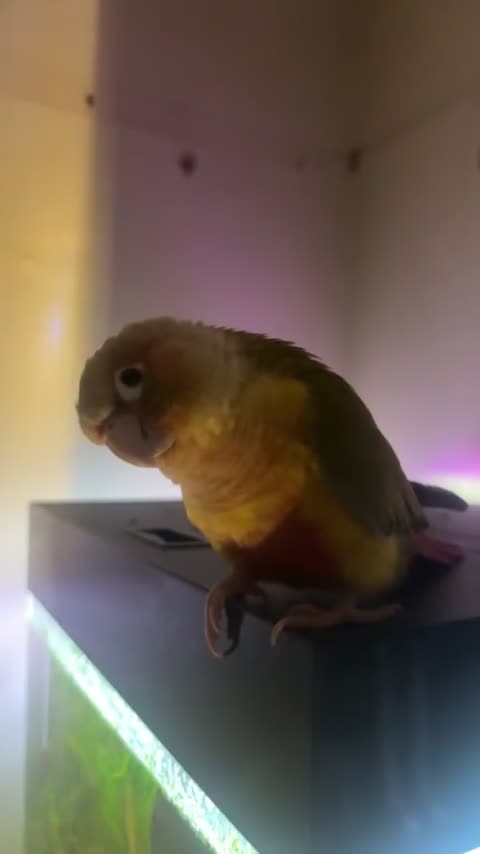 Conures birds for sale: beautiful pinapple green cheek conure   - Video 2