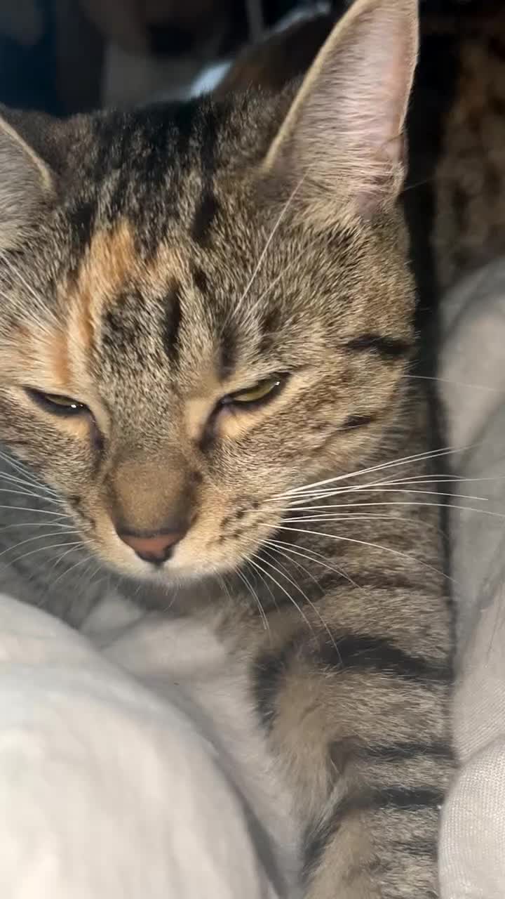 Mixed Breed cats for sale: Loving black cat called midnight ❤️ in London - Video 2