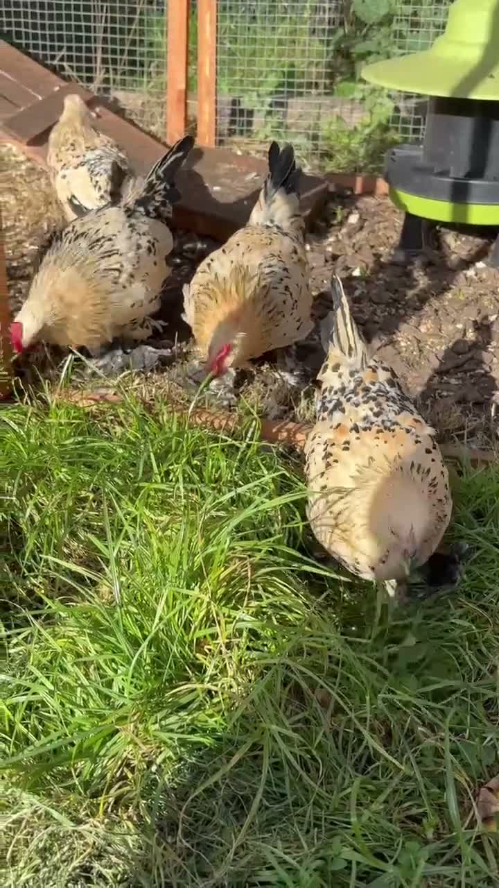 Chickens poultry for sale: 2x Pairs of Lemon Millefluer Sablepoot Bantams - Video 1