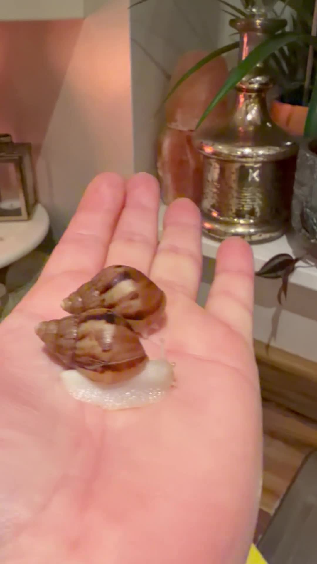 Snails invertebrates for sale: Albino Giant African Land Snails (Achatina Fulica) - Video 1