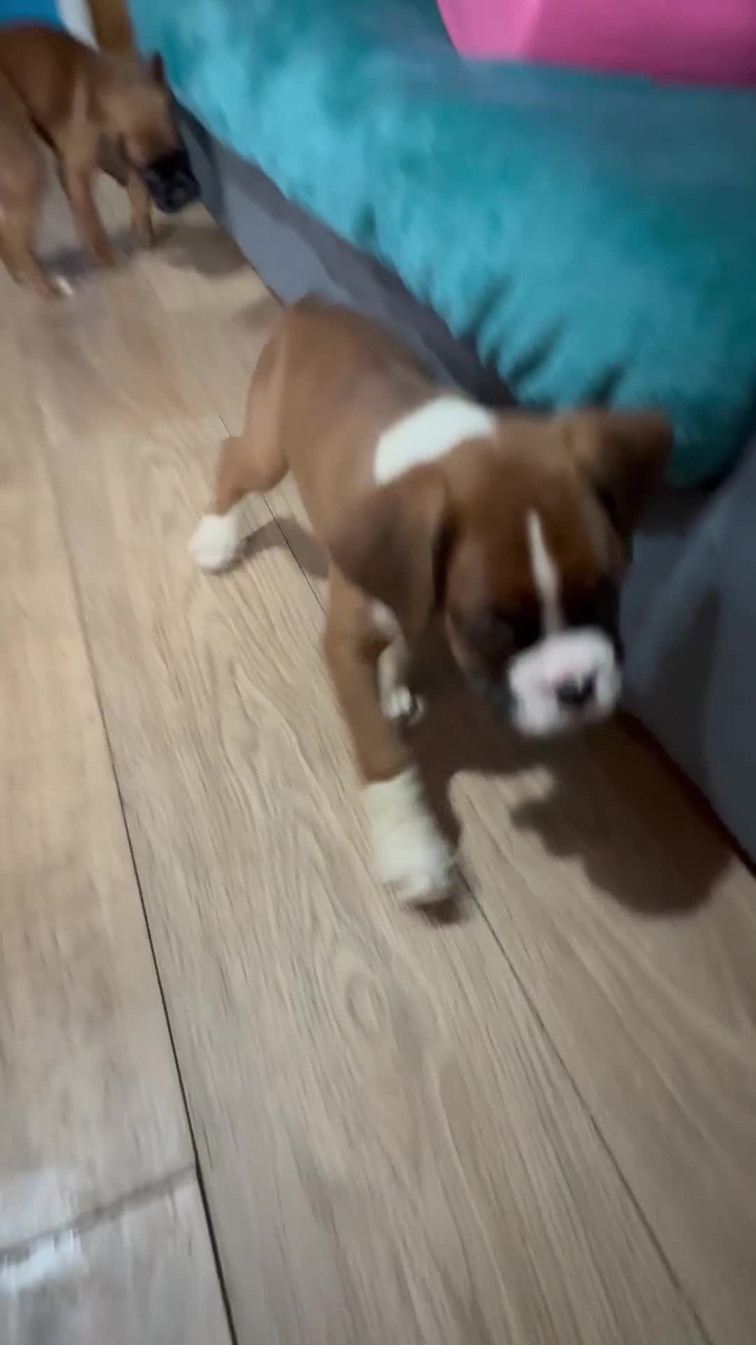 Boxer dogs for sale: 1 girl beautiful boxer puppies left  - Video 2
