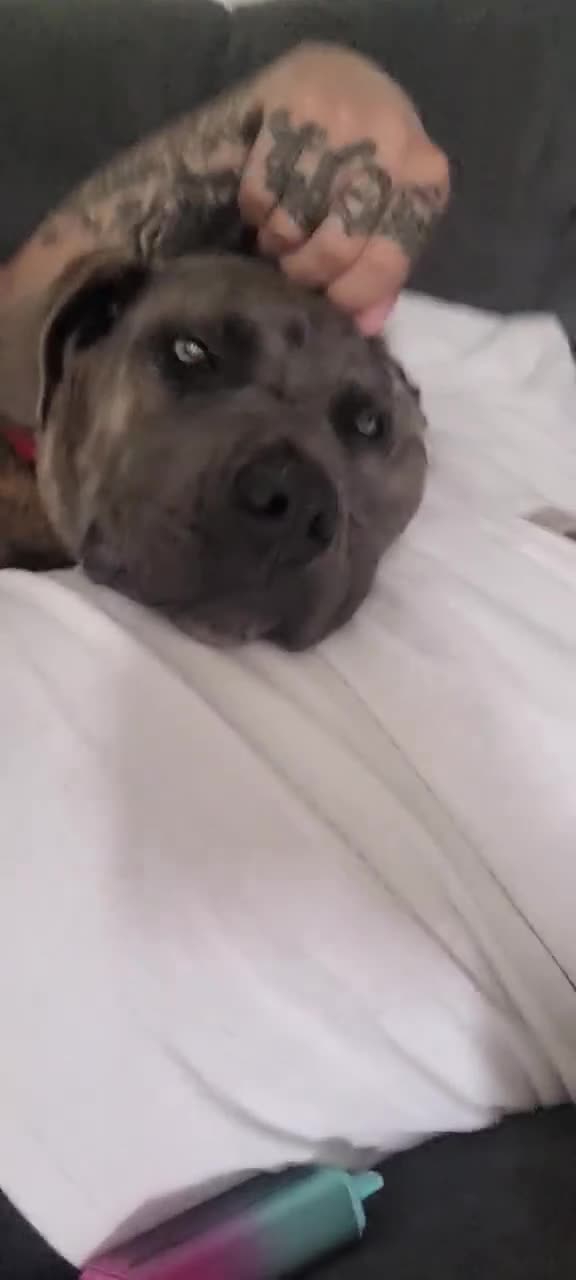 Cane Corso dogs for stud: 18 month old for stud  in Bradford - Video 1