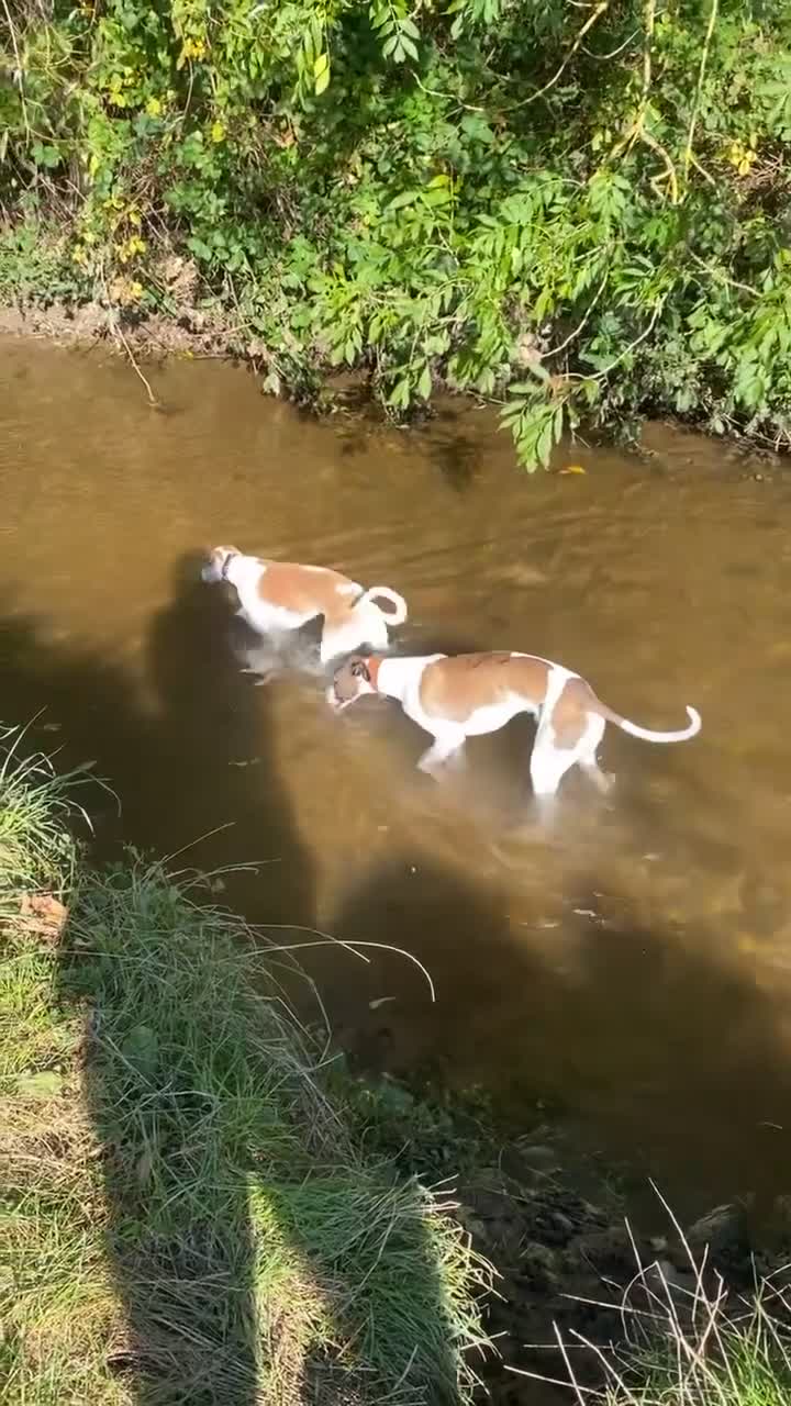 Whippet dogs for sale: 8 WHIPPET PUPPIES   - Video 4