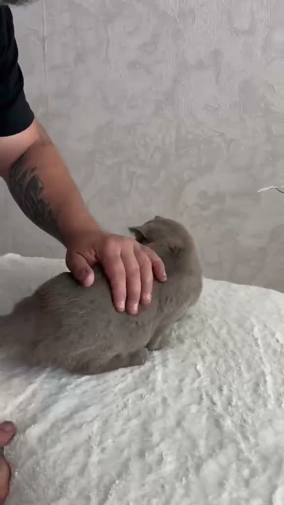 British Shorthair cats for sale: Stunning litter of x7 British short hair kittens  - Video 1