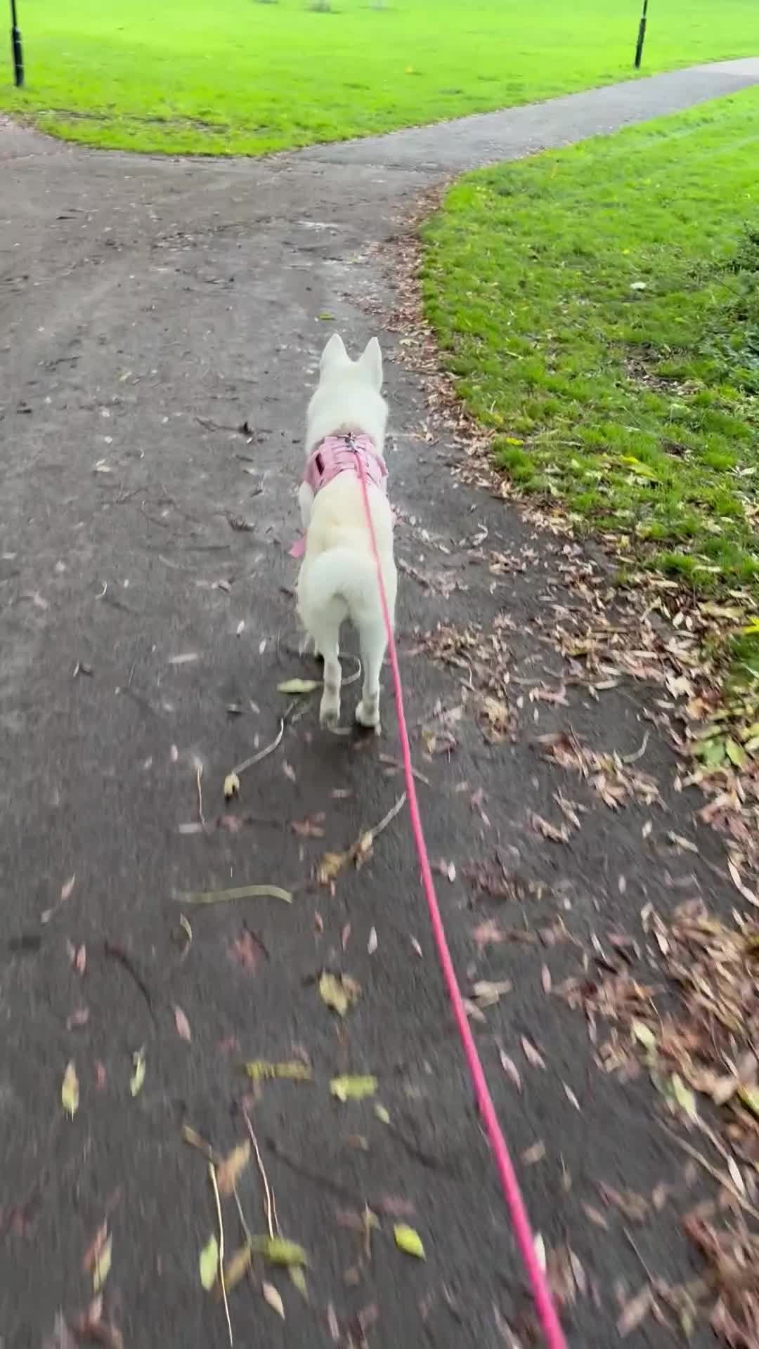 Siberian Husky dogs for sale: Siberian husky (female) 1 year old - Video 1