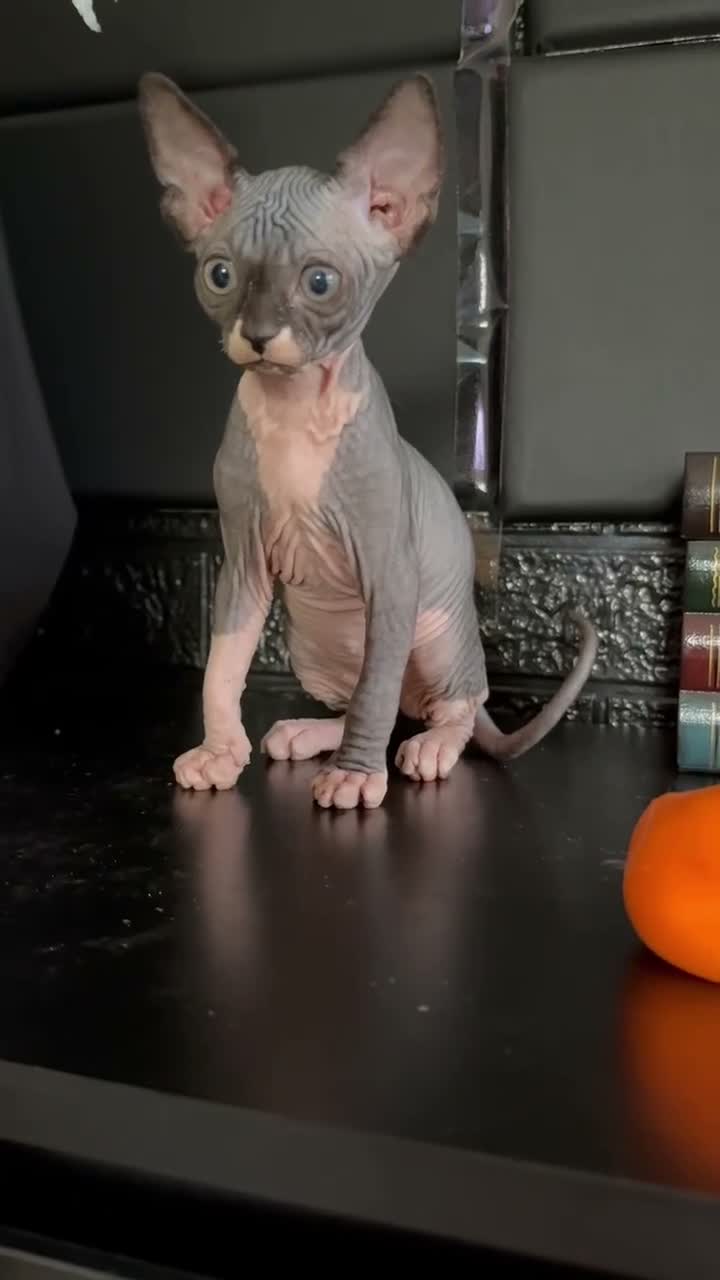 Sphynx cats for sale: One Sphynx kitten TICA registered  - Video 1