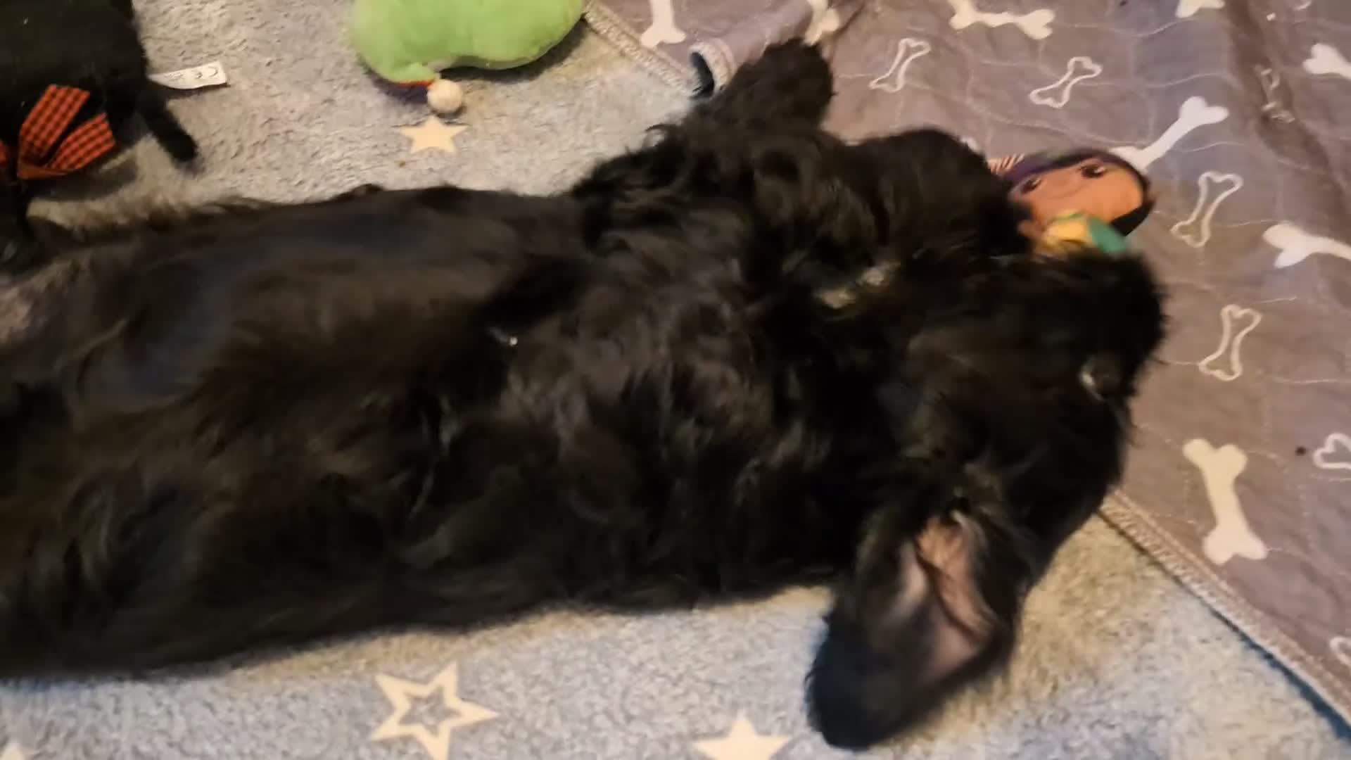 Cockapoo dogs for sale: Reserved - Beautiful Chocolate Cockapoo Pup - Video 3