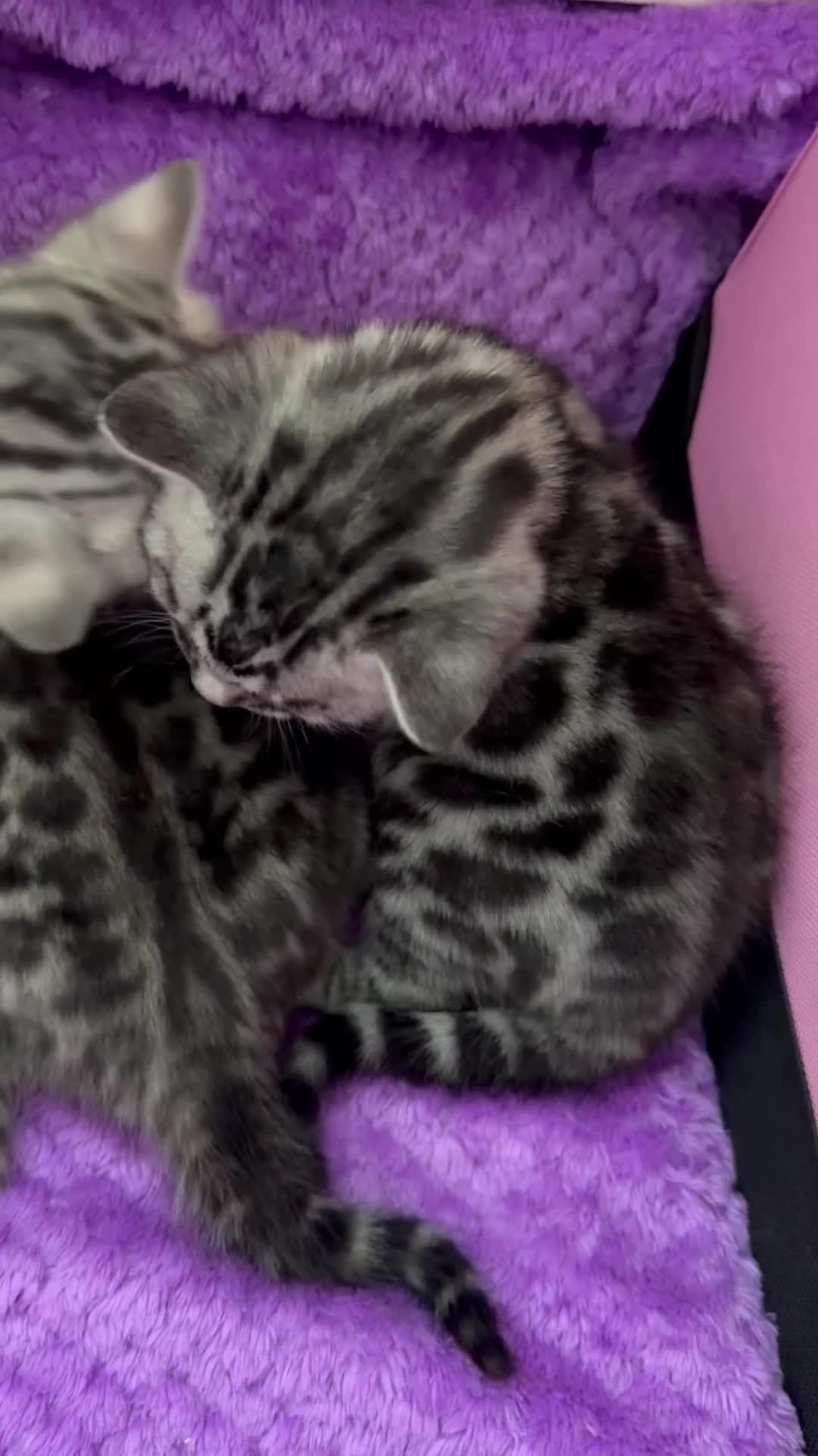 Bengal cats for sale: Stunning Silver Bengal Kittens 😻 - Video 1