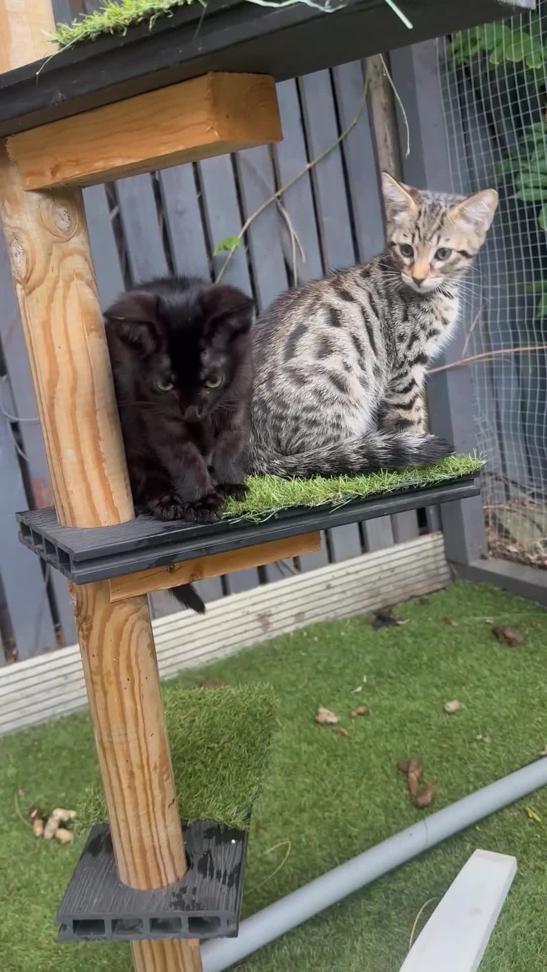 Savannah cats for sale: African bloodline, savanna kittens - Video 1