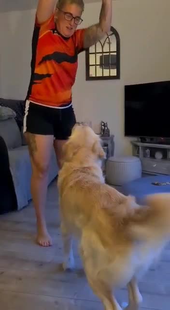 Golden Retriever dogs for stud: STUD ONLY. 4 year old proven golden retriever in Rochdale - Video 2