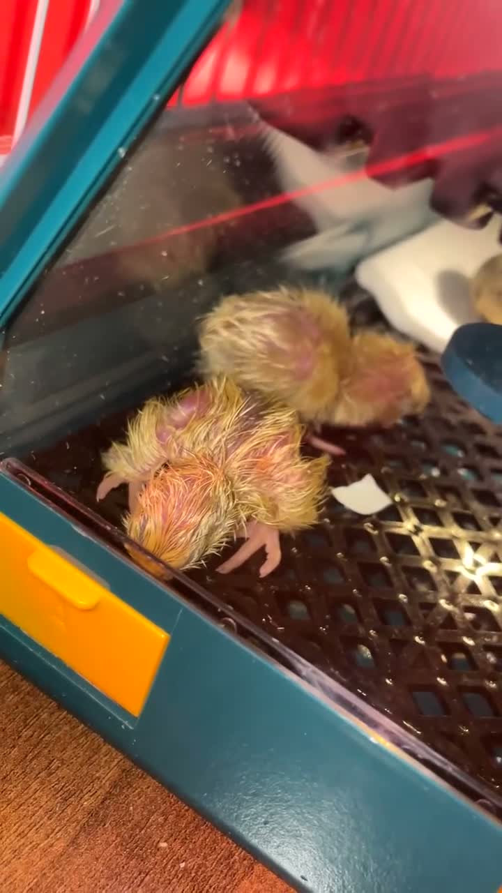 Quail poultry for sale: Quail chicks & eggs in Bolton - Video 1