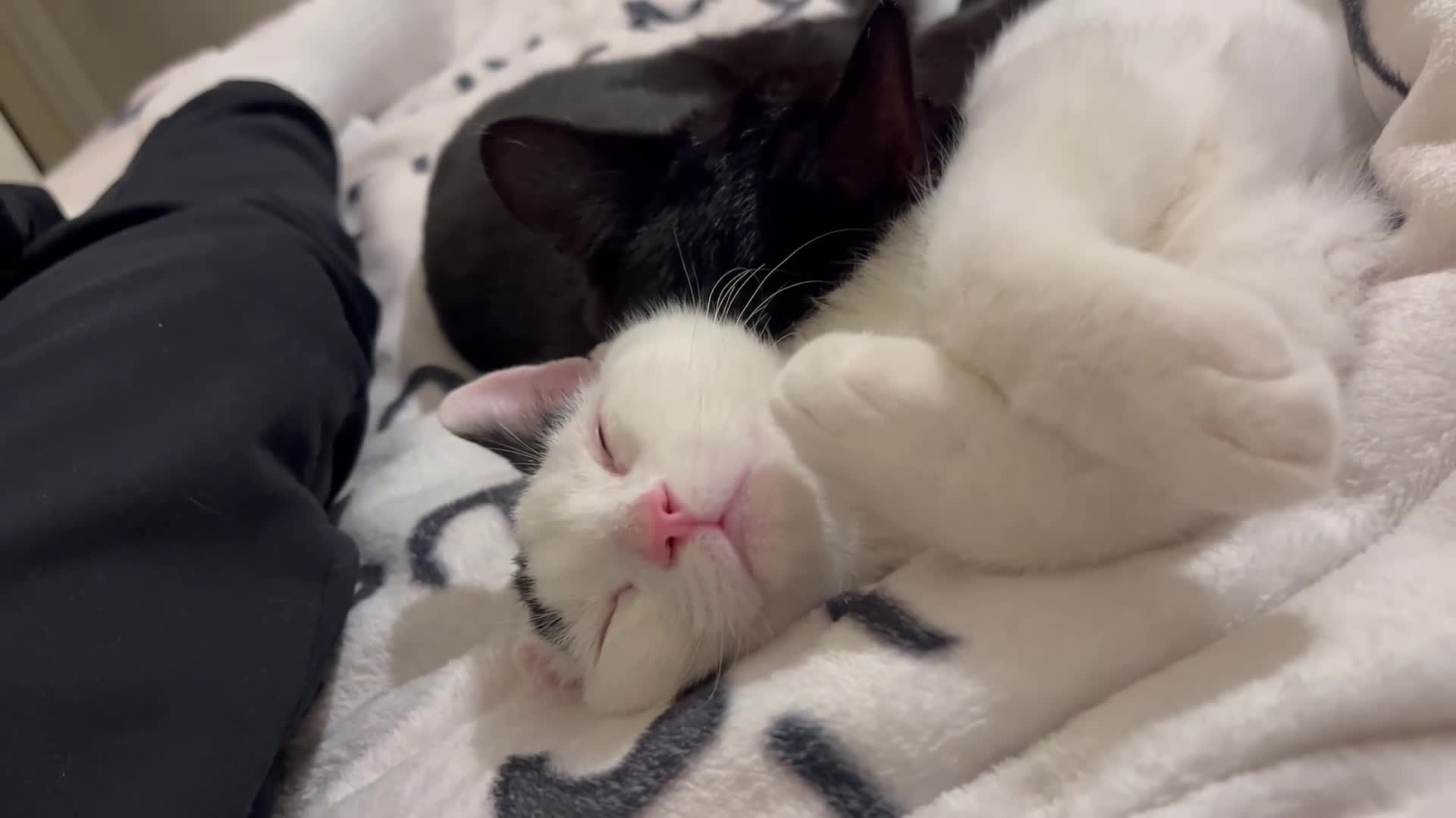 Mixed Breed cats for sale: 5 kittens for sale  - Video 1