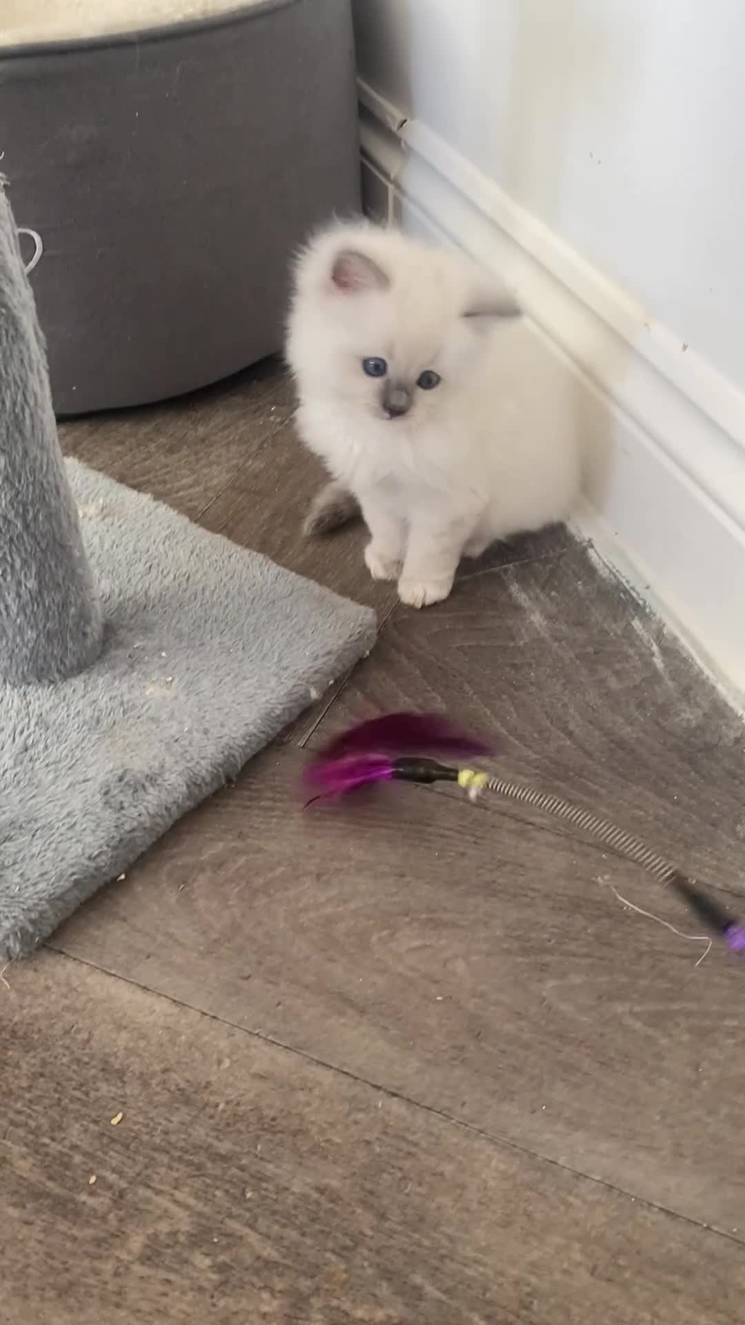 Ragdoll cats for sale: Beautiful Ragdolls😻 READY IN 2 WEEKS 😻 - Video 1