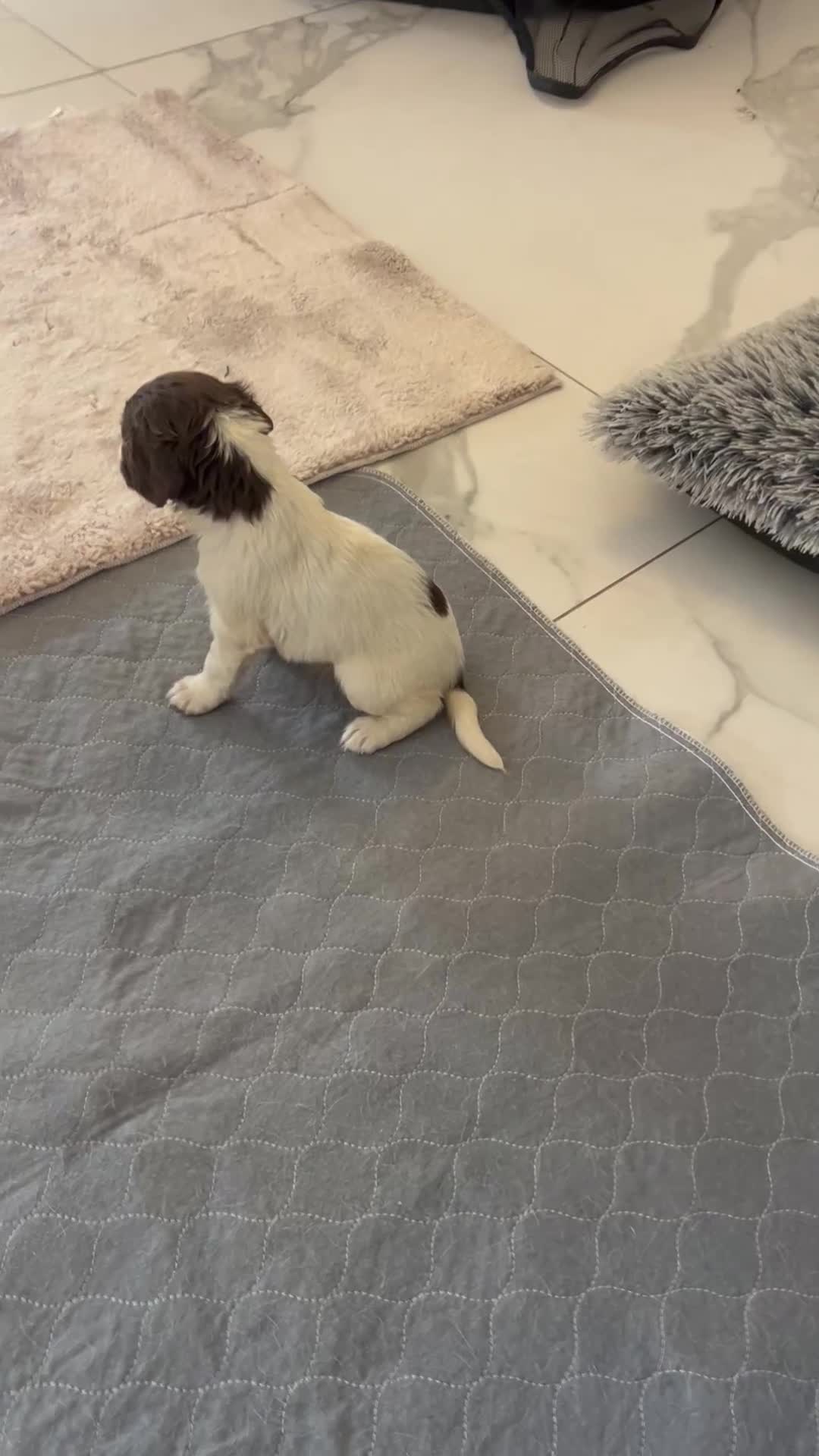 English Springer Spaniel dogs for sale: KC registered Springer spaniels puppies  - Video 3