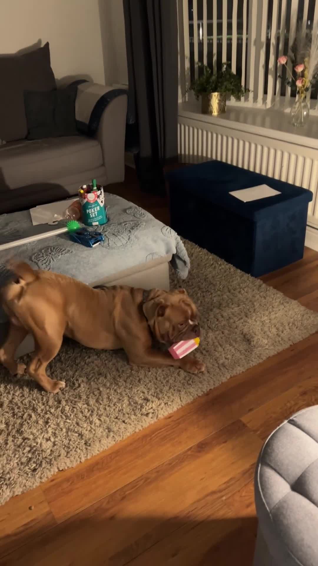 Old Tyme Bulldog dogs for sale: Old Tyne bulldog Freddie - Video 1