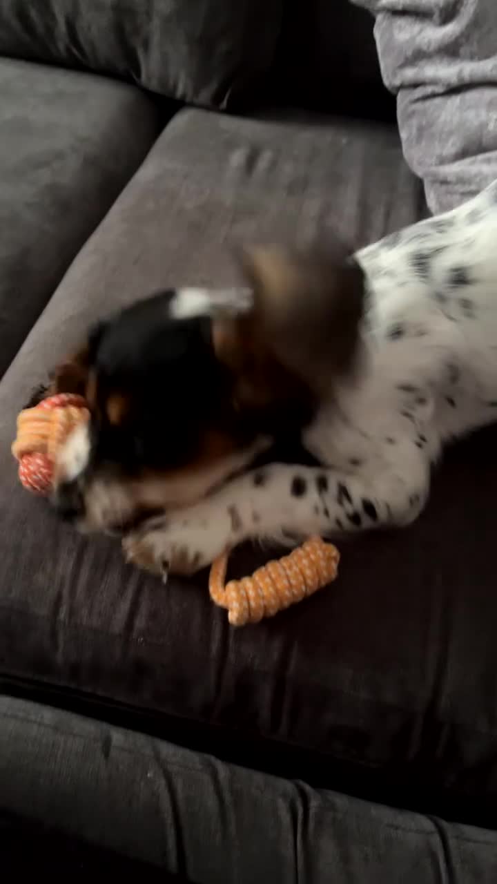 Cocker Spaniel dogs for sale: Puppy cocker spaniel  in Bromley - Video 1