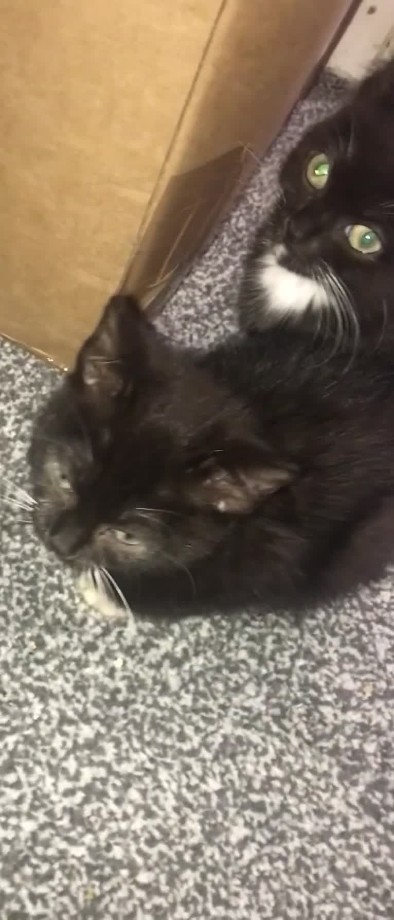 Mixed Breed cats for sale: 2 playful kittens looking for a loving home - Video 2
