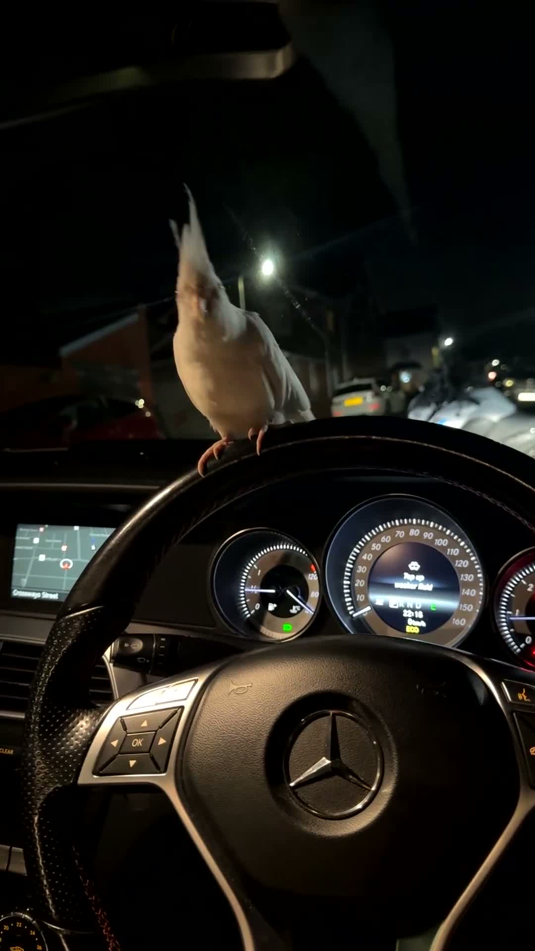Mixed Breed birds for sale: cardiff in Barry - Video 1
