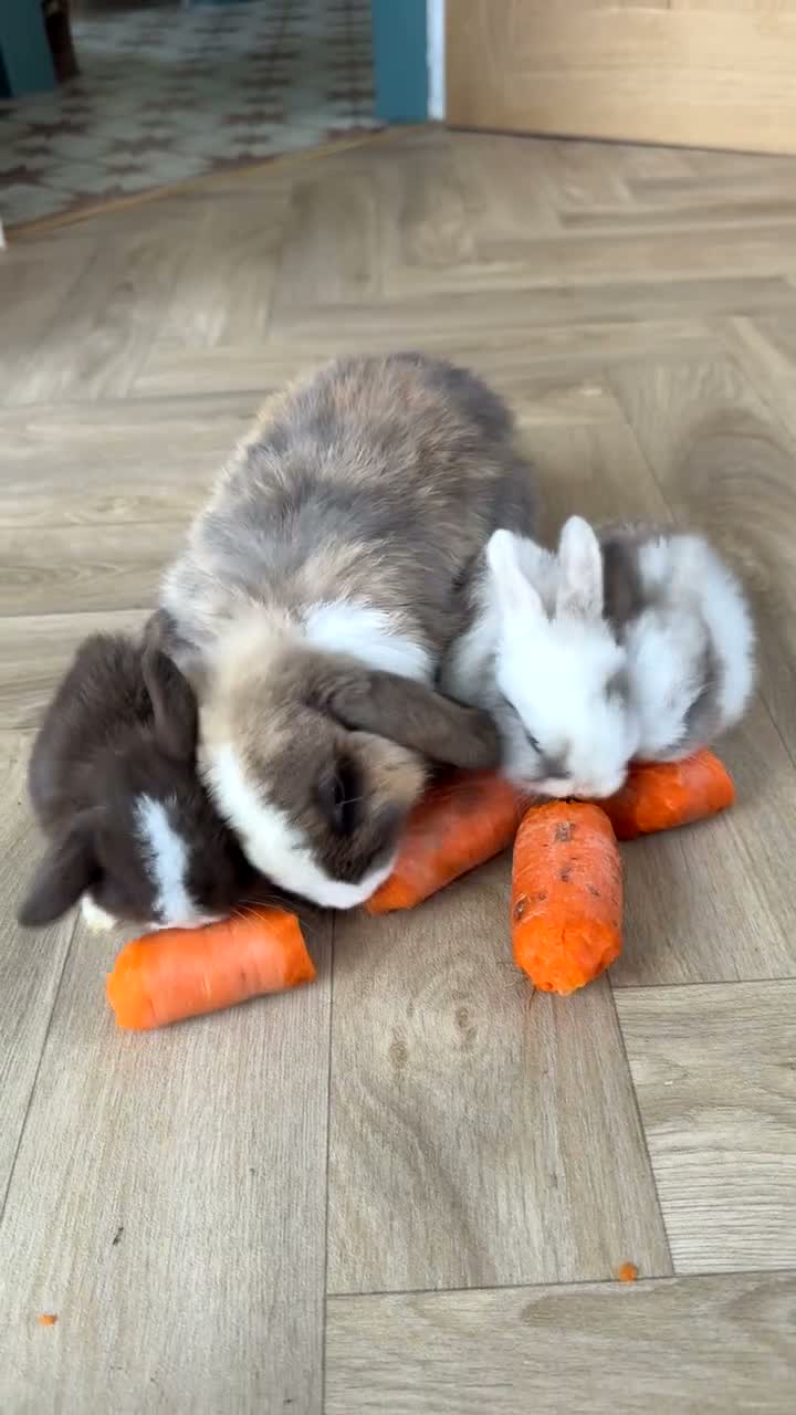 Mini Lop rabbits for sale: Blue eyed mini lops in Prestatyn - Video 1