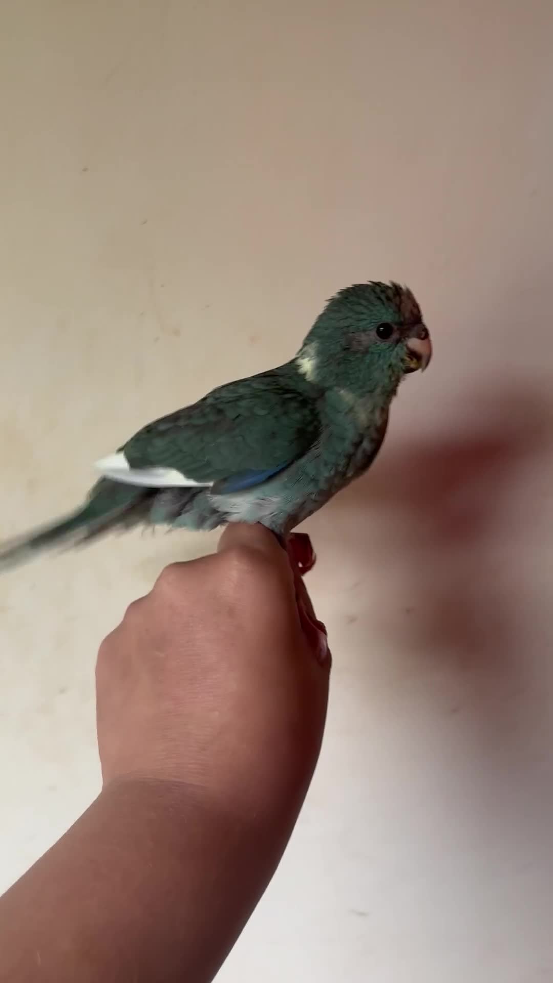 Parakeets birds for sale: Hand reared kakariki - Video 2