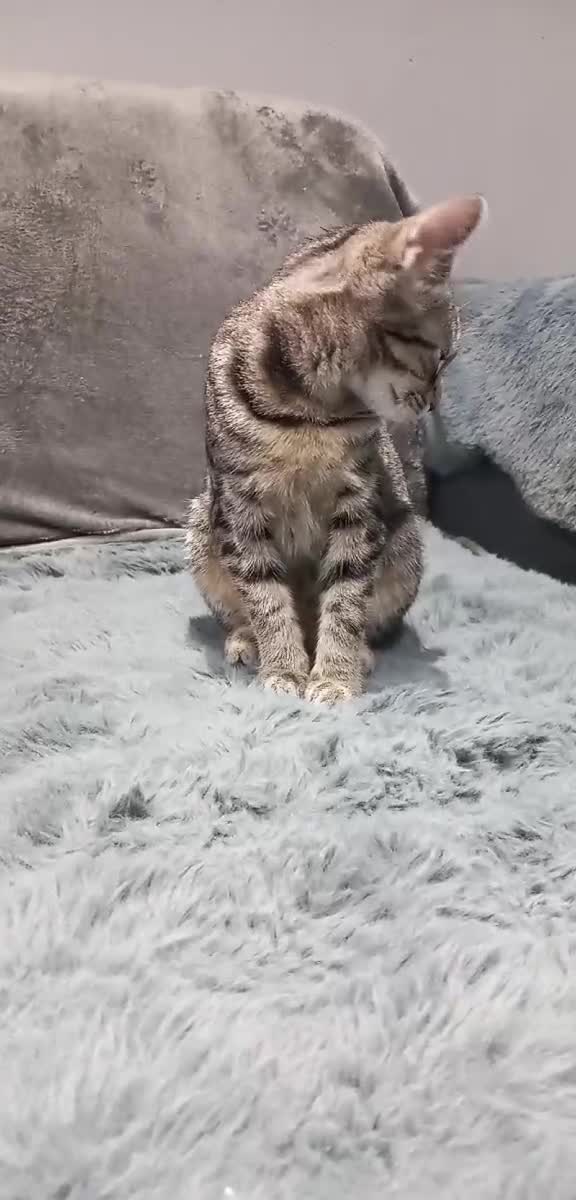 Mixed Breed cats for sale: Needs a new home  - Video 1